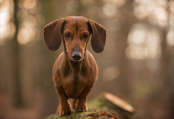 dachshund com orelhas grandes