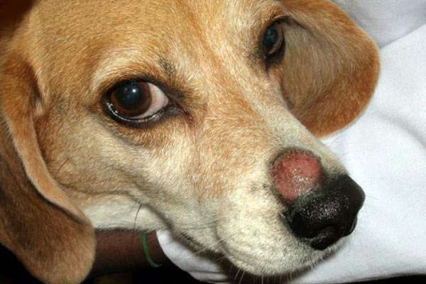 eczema em cães