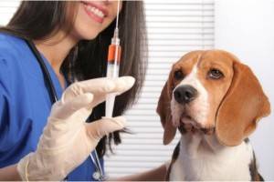 Vacinação do cão