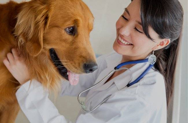 Exame do cão no veterinário