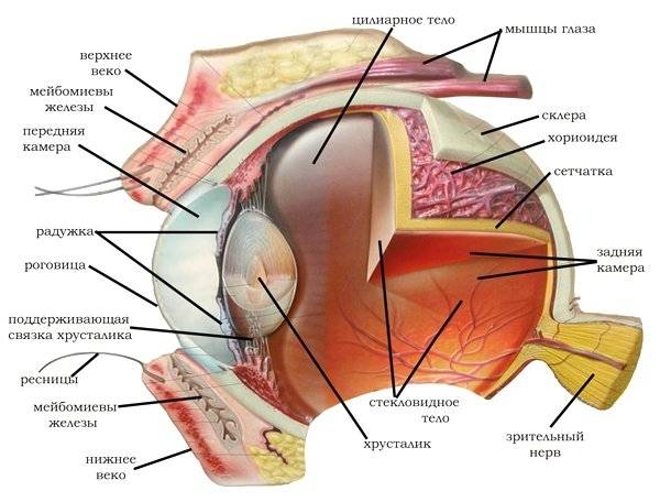 A estrutura do olho do cachorro