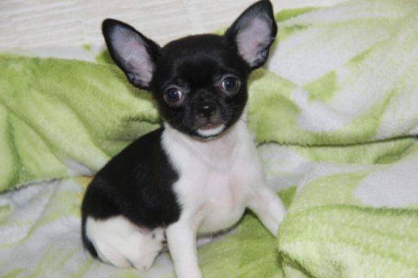 Chihuahua branco e preto