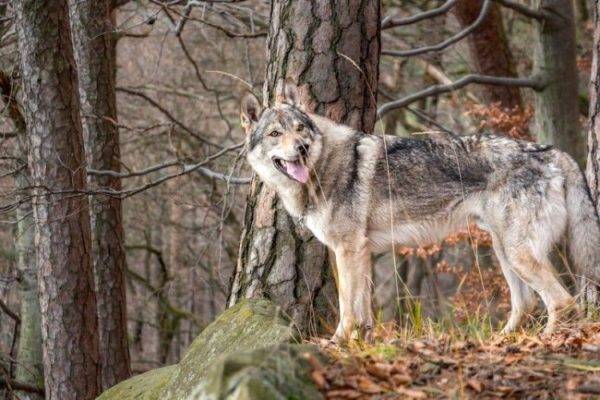 Cão lobo checoslovaco na floresta