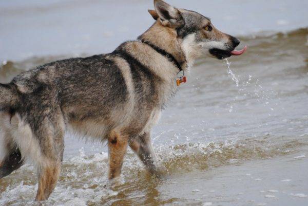 Cão lobo checoslovaco na água