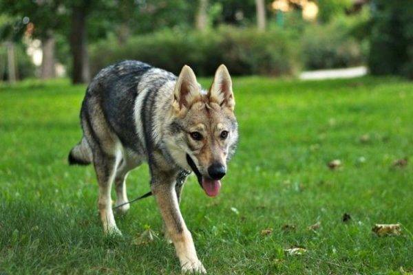 Cão lobo checoslovaco no parque