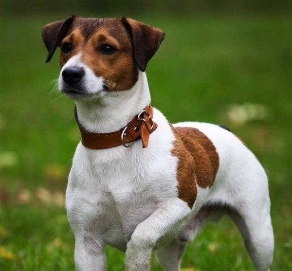 jack russell bonito terrier
