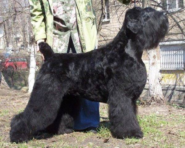 lindo terrier preto