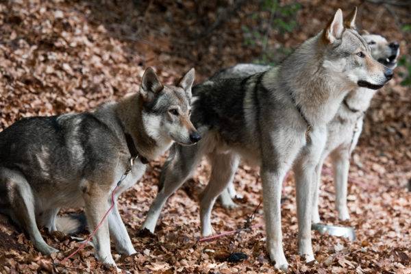 Três cães lobo da Checoslováquia