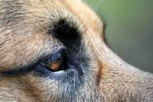 Doença ocular em cães