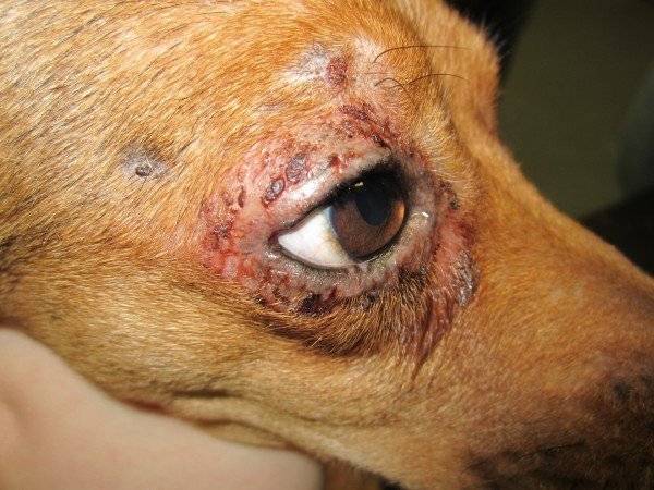 Dermatite nos olhos do cão