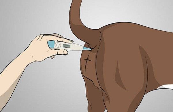 Como medir a temperatura de um cachorro