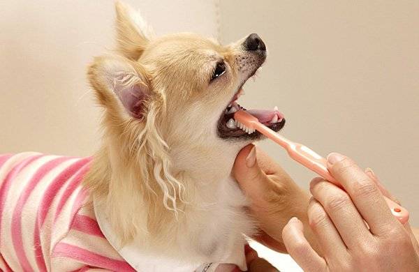 Como escovar os dentes de um cachorro