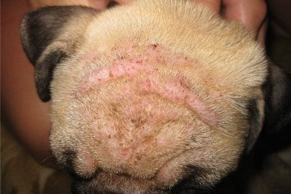 Doenças de pele em cães causadas por carrapatos