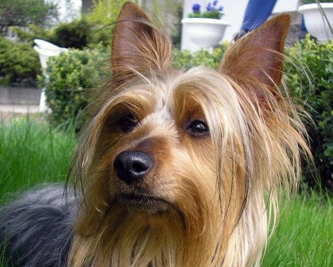 Lindo australiano Silky Terrier