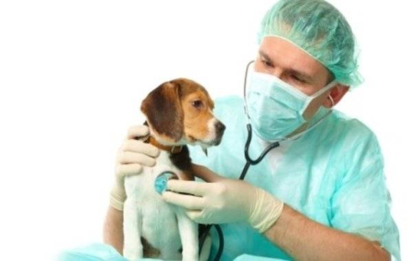 Tratamento de convulsões em cães
