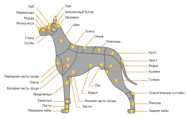 Estrutura do corpo do cão