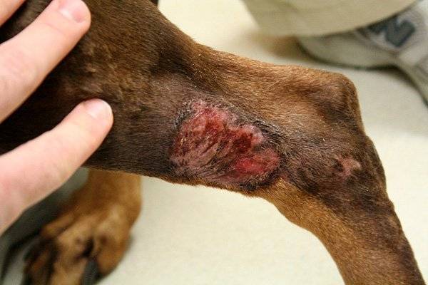 Dermatite traumática em cães