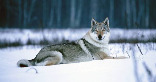 Cão lobo checoslovaco no inverno