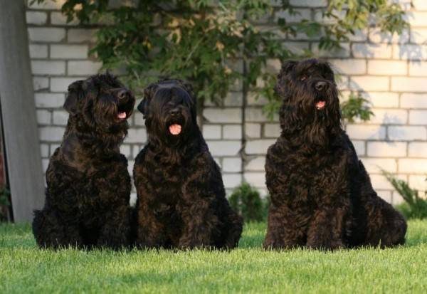 três terriers pretos