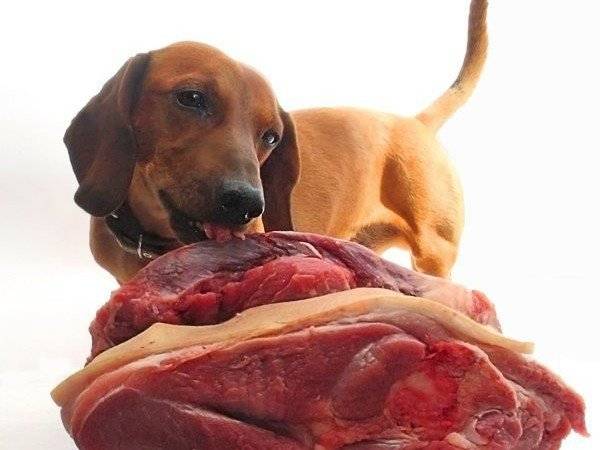 Carne para alimentação de dachshunds