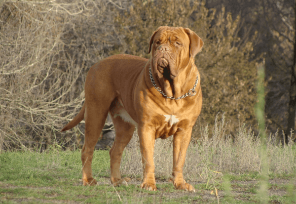 Mastiff francês (Dogo Bordeaux)