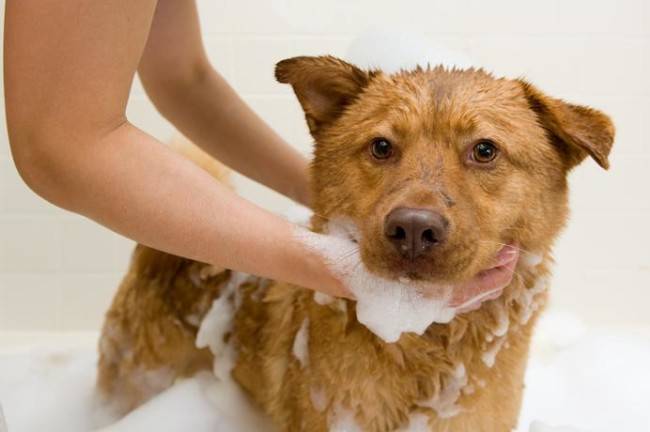 Shampoos da pulga do cão