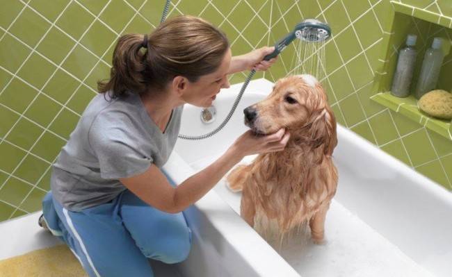 Como lavar um cachorro