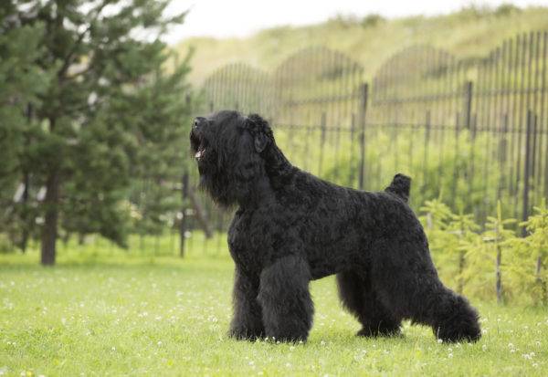 Terrier preto russo (cão de Stalin)