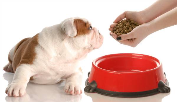 Como alimentar um cão com diarréia