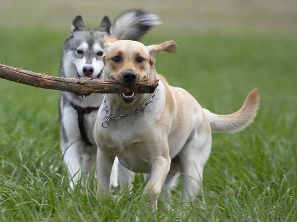 cão carrega uma varinha