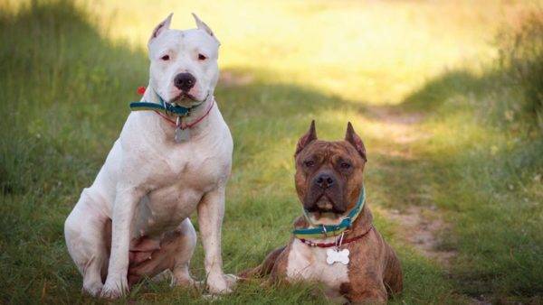 Dois American Staffordshire Terriers