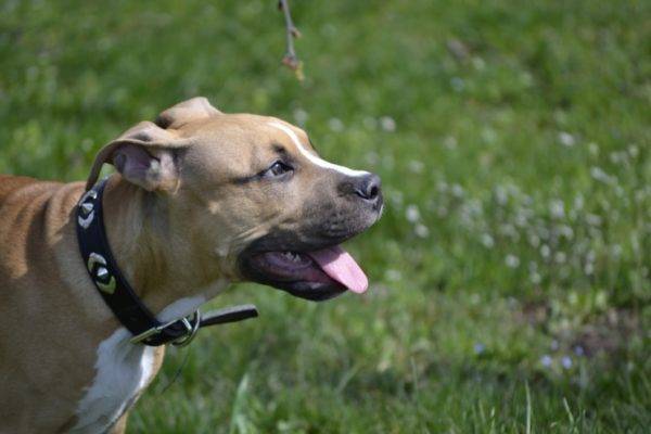 Lindo american staffordshire terrier