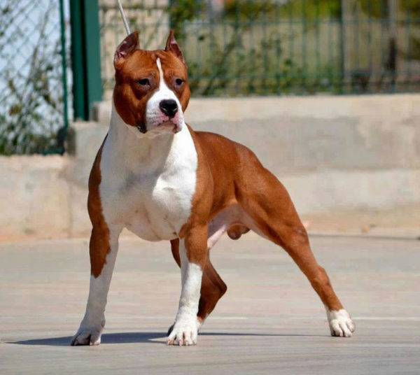 Lindo american staffordshire terrier
