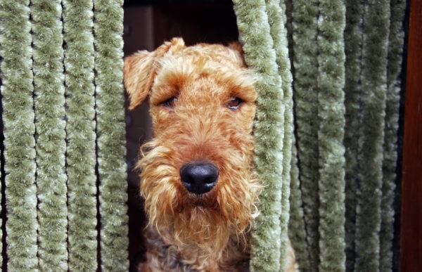 Airedale Terrier no cego