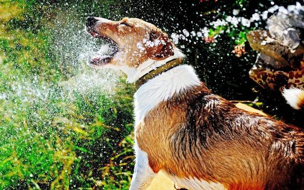Clima afeta nariz seco em cães