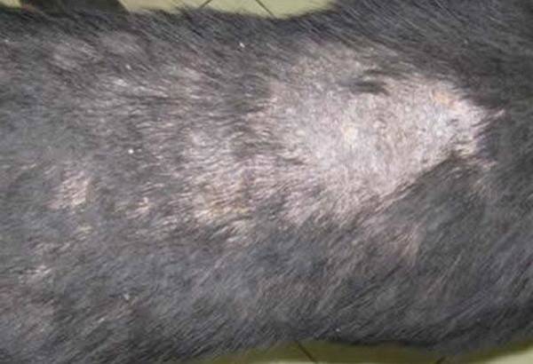 Métodos para o diagnóstico de dermatite em cães