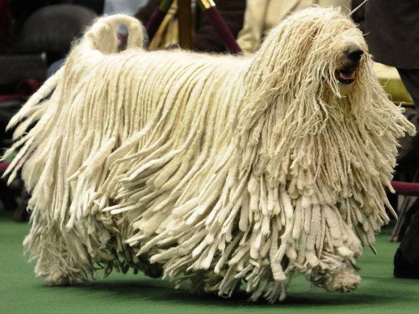 Cão pastor húngaro (Komondor)