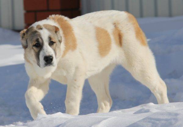 Cão de pastor da Ásia Central