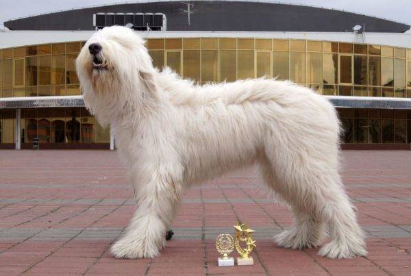 Cão de pastor russo sul