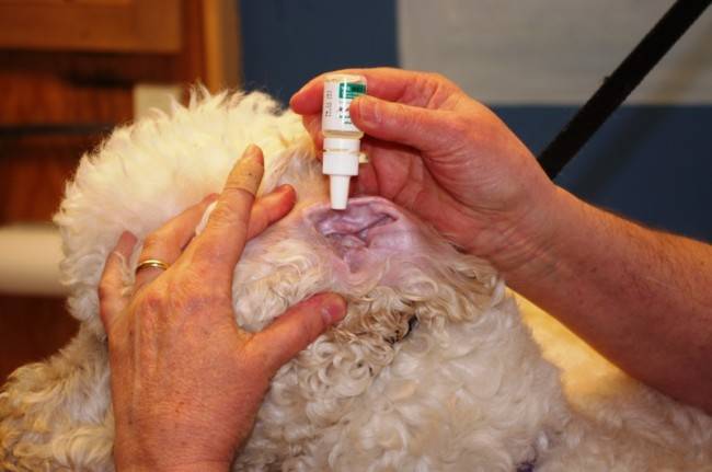 Tratamento de otites em cães