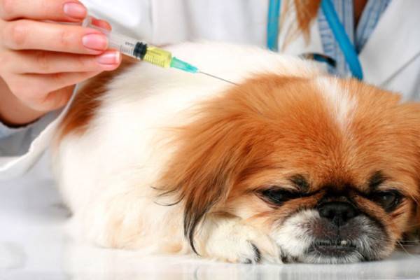 Tratamento de diabetes em cães