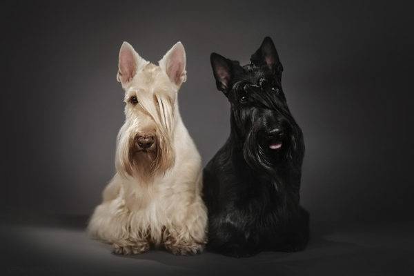 dois scotch terriers