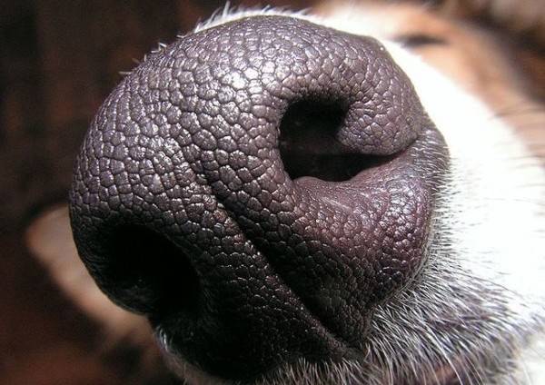 O cão tem um nariz seco