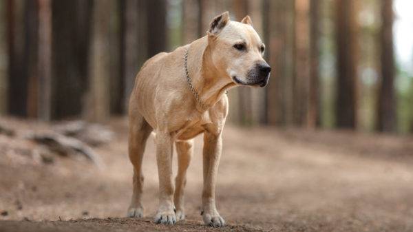 American Staffordshire Terrier na floresta