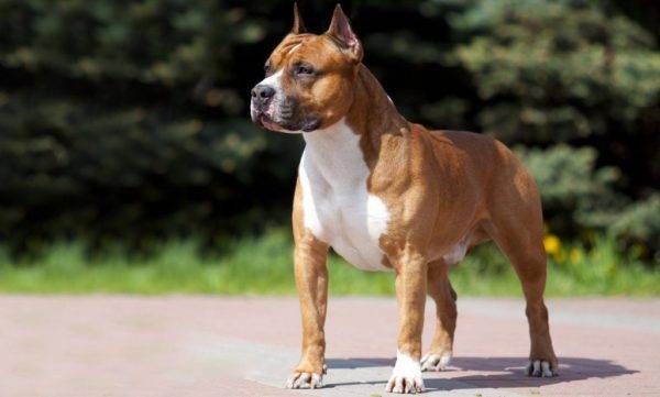 American Staffordshire Terrier lindo