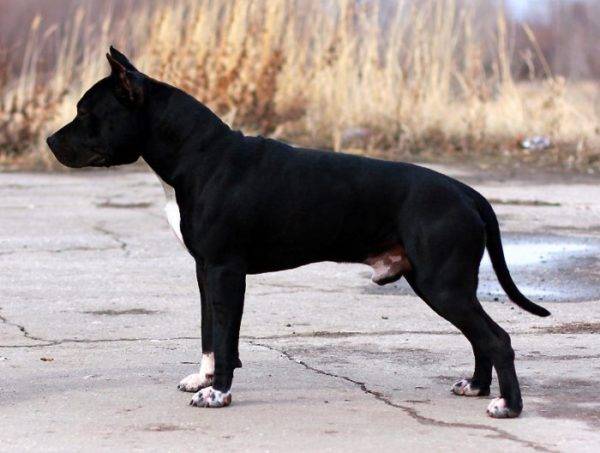 American Staffordshire Black Terrier