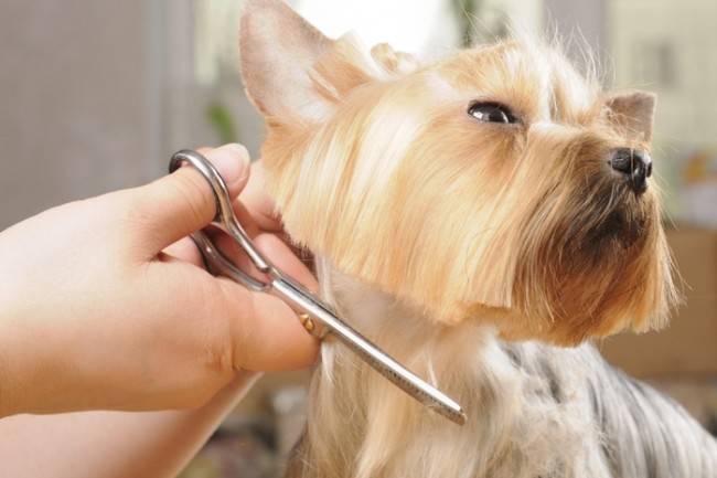 Grooming grooming do cão