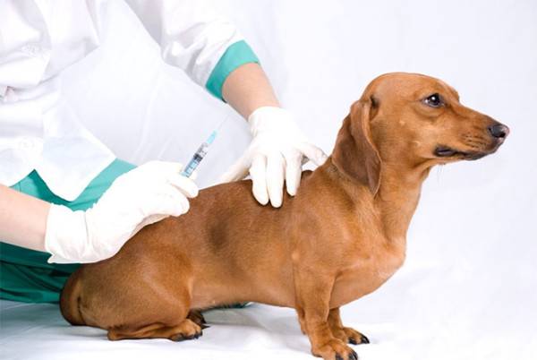 Terapêutica com insulina em cães com diabetes