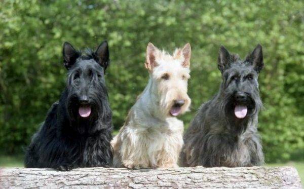 terriers escoceses