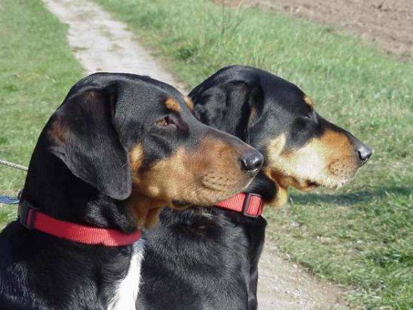 dois cães da Transilvânia